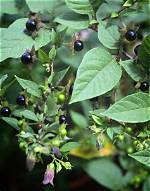 How Does Belladonna Kill?