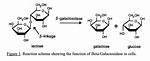 How Does Beta Galactosidase Work?