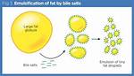 How Does Bile Emulsifies Fat?