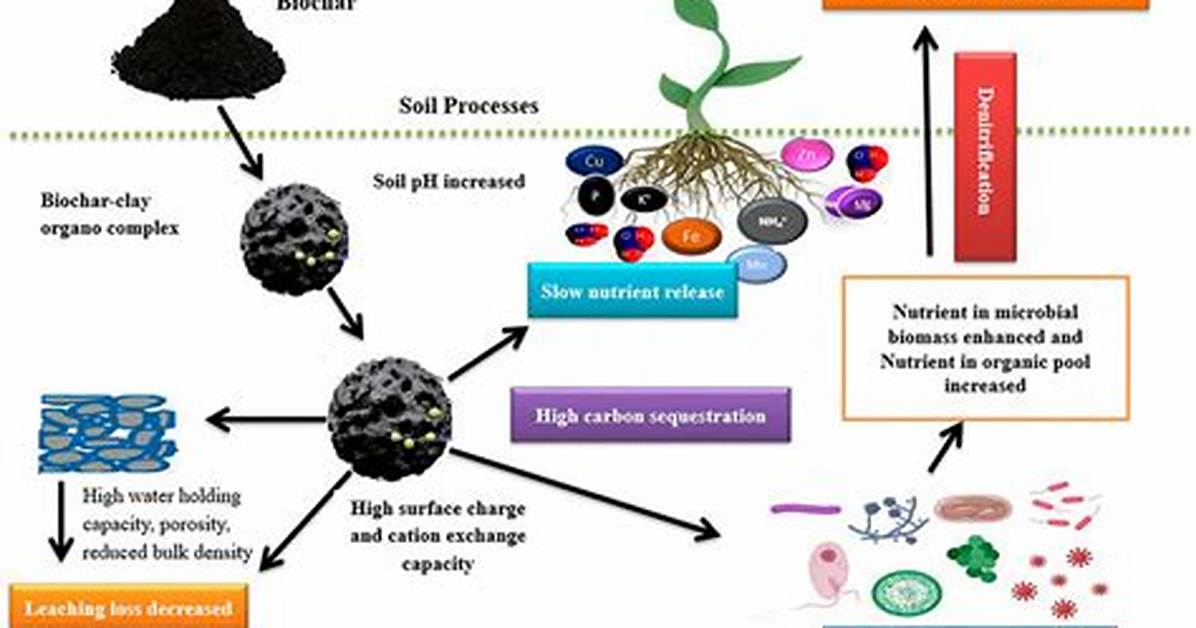 How Does Biochar Help Soil