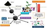 How Does Biochar Help Soil