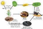 How Does Biochar Sequester Carbon?