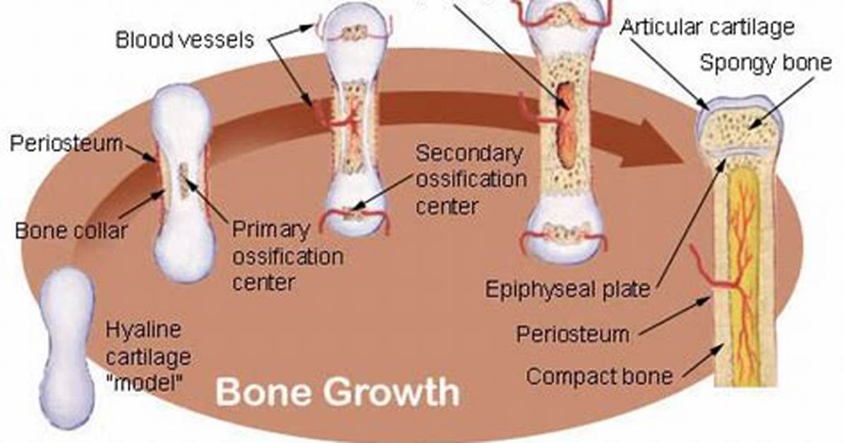 How Does Bone Grow and Develop Interstitial vs Appositional Growth?