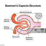 How Does Bowman Die?