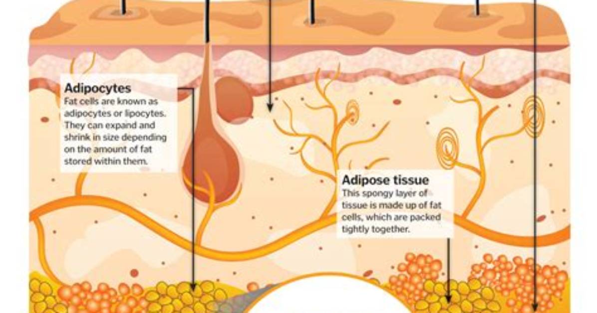 How Does Burning Fat Work?