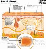 How Does Burning Fat Work?