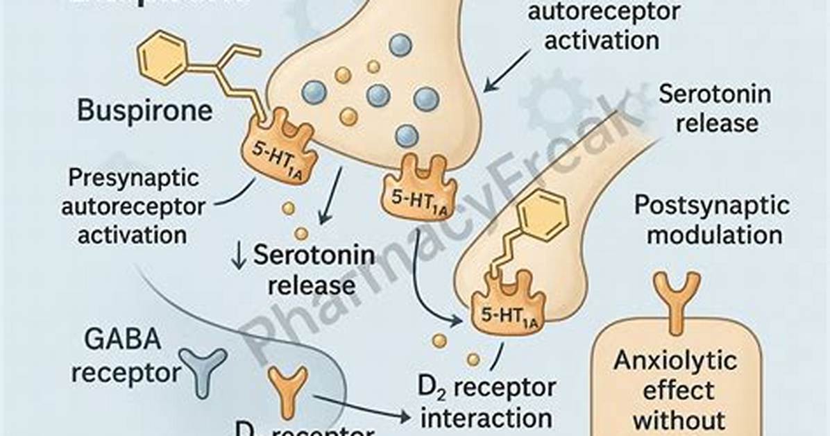 How Does Buspirone Work
