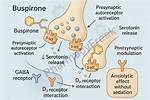 How Does Buspirone Work