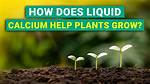How Does Calcium Help Soil