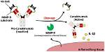How Does Canakinumab Work
