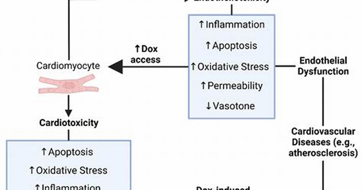 How Does Cardiotoxicity Work?