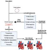 How Does Cardiotoxicity Work?