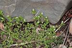 How Does Chickweed Grow
