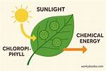 How Does Chlorophyll Work?