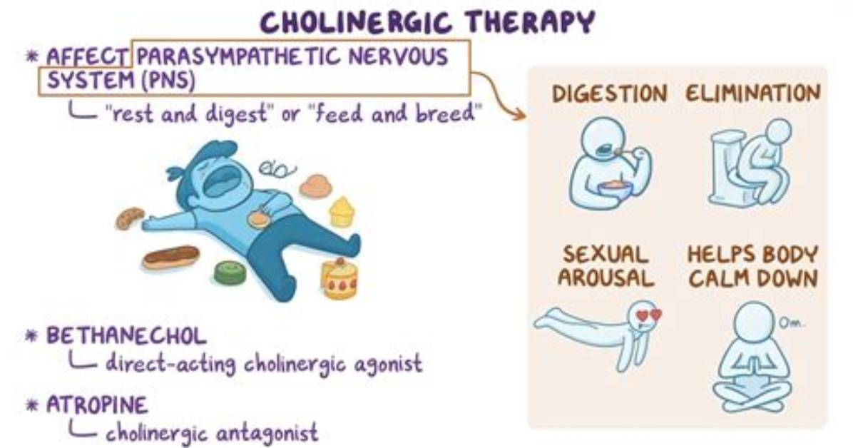 How Does Cholinergic Urticaria Develop?