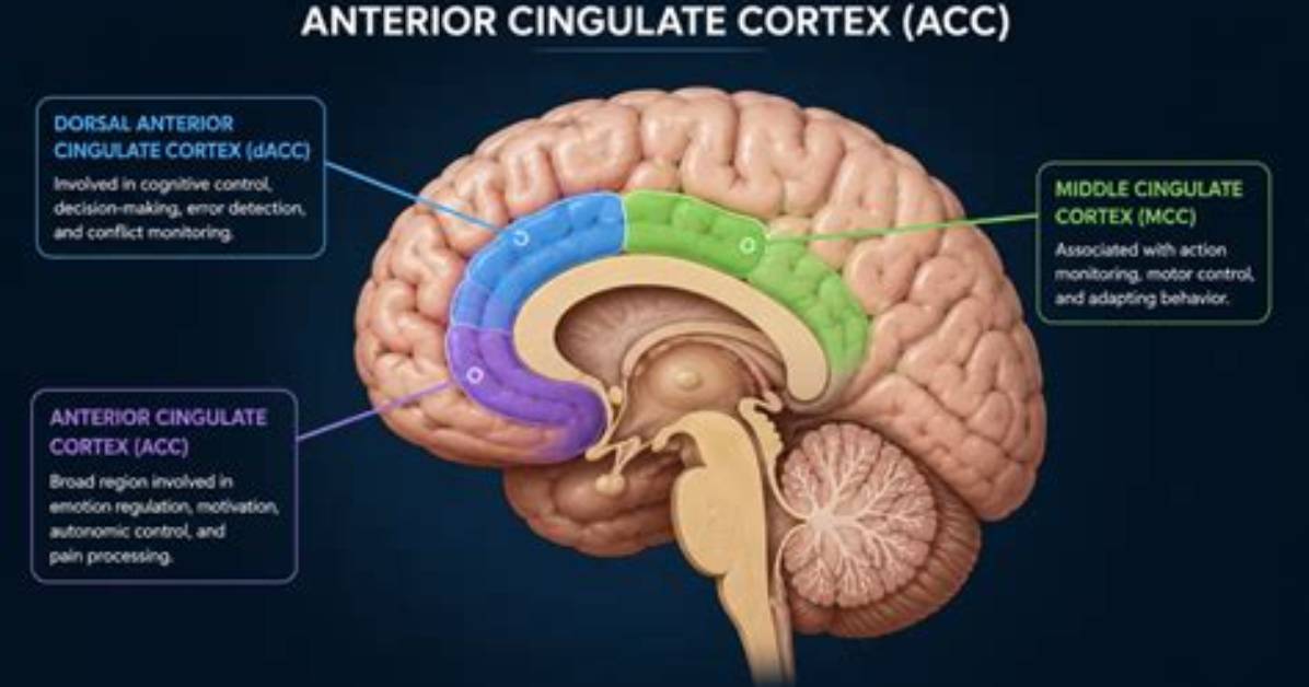 How Does Cingulate Cortex Work?