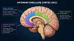 How Does Cingulate Cortex Work?