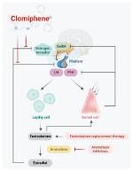 How Does Clomiphene Work? | Contextresponse. Com