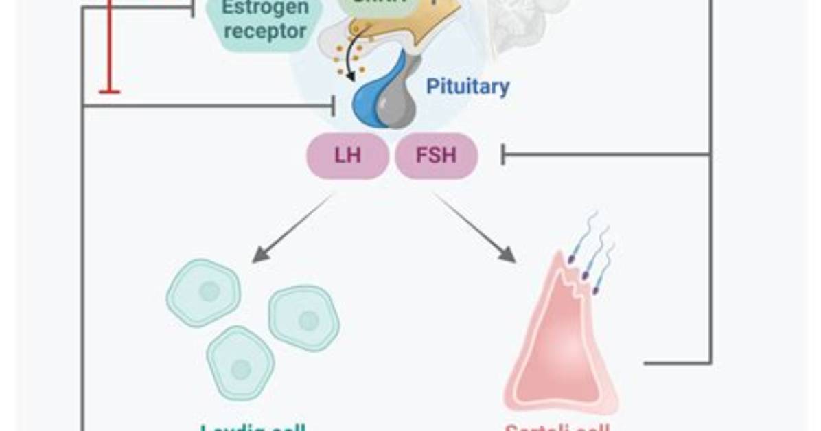 How Does Clomiphene Work?