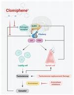 How Does Clomiphene Work?