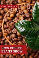 How Does Coffee Typically Grow