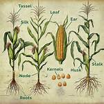 How Does Corn Flower?