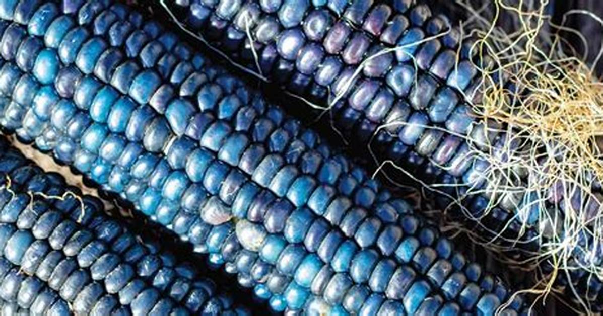 How Does Corn Turn Blue?