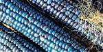 How Does Corn Turn Blue?