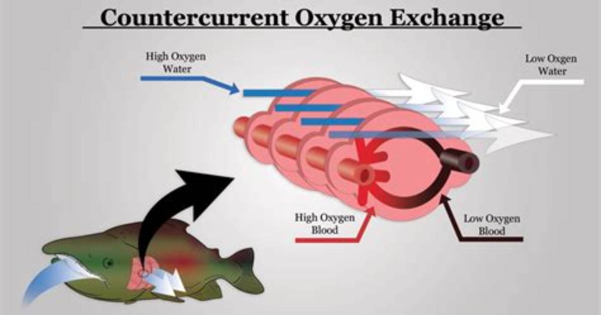 How Does Countercurrent Exchange Work?