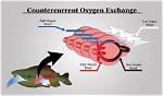 How Does Countercurrent Exchange Work?