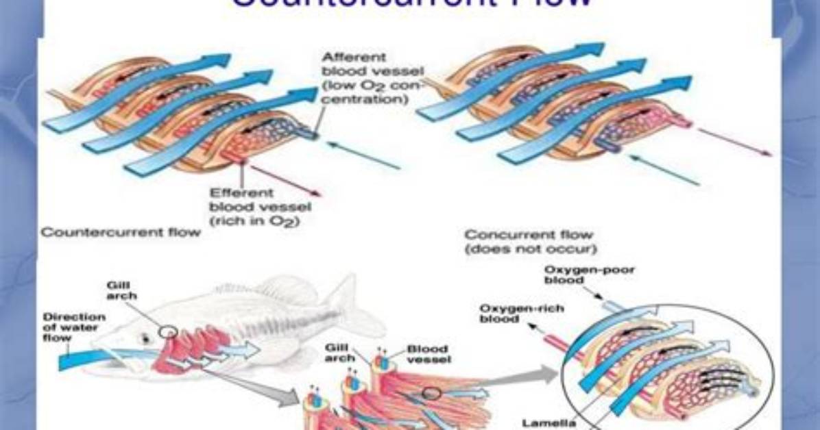 How Does Countercurrent Flow Work in Fish?