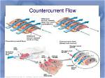 How Does Countercurrent Flow Work in Fish?