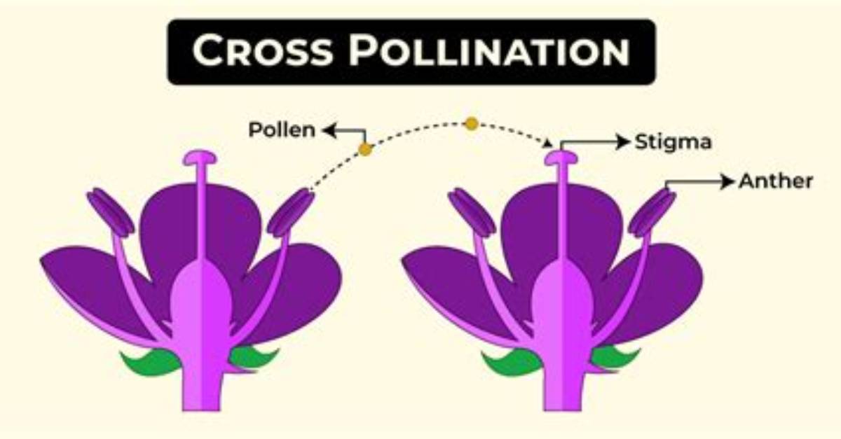 How Does Cross Pollination Work?