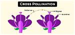 How Does Cross Pollination Work?