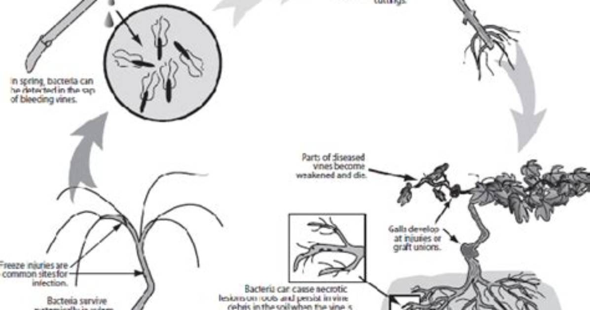 How Does Crown Gall Spread