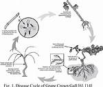How Does Crown Gall Spread