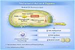 How Does Dapsone Work?