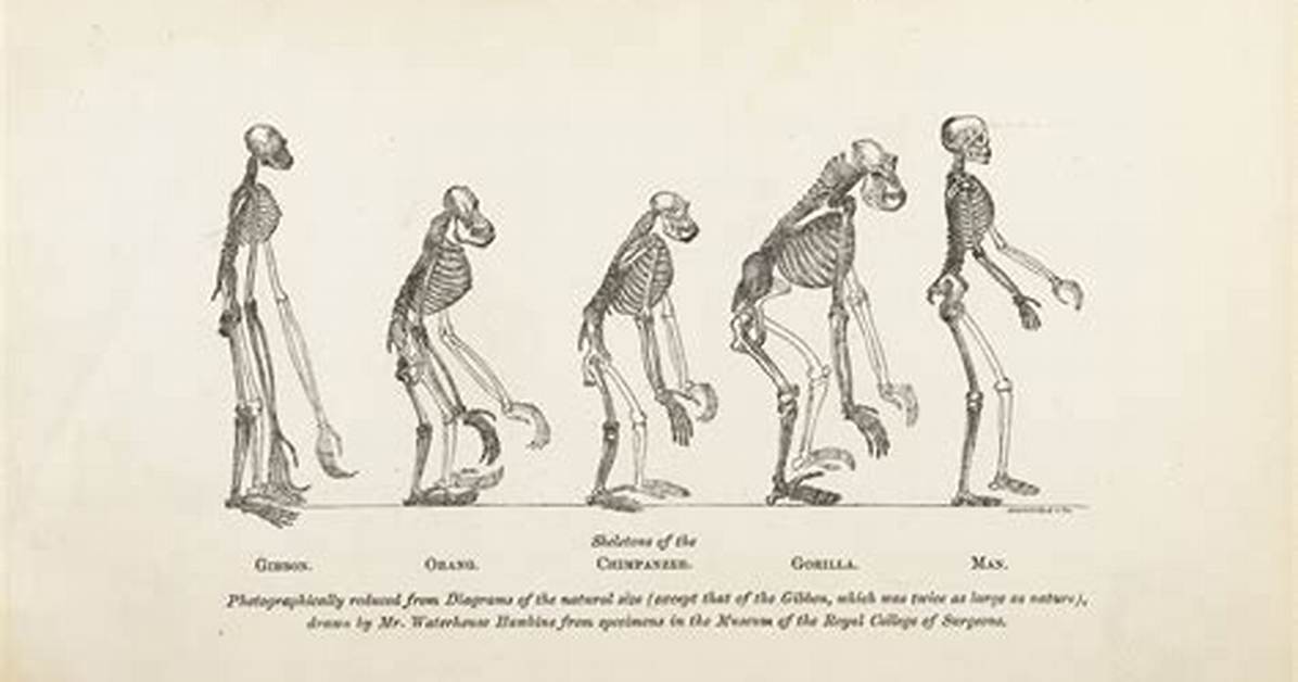 How Does Darwinian Evolution Work?