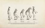 How Does Darwinian Evolution Work?