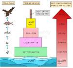 How Does Ddt Kill Animals