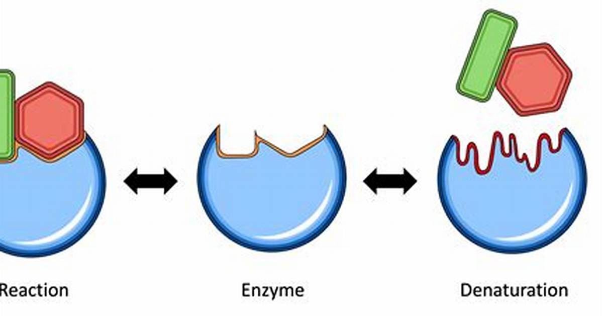 How Does Denaturing Work?