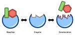 How Does Denaturing Work?