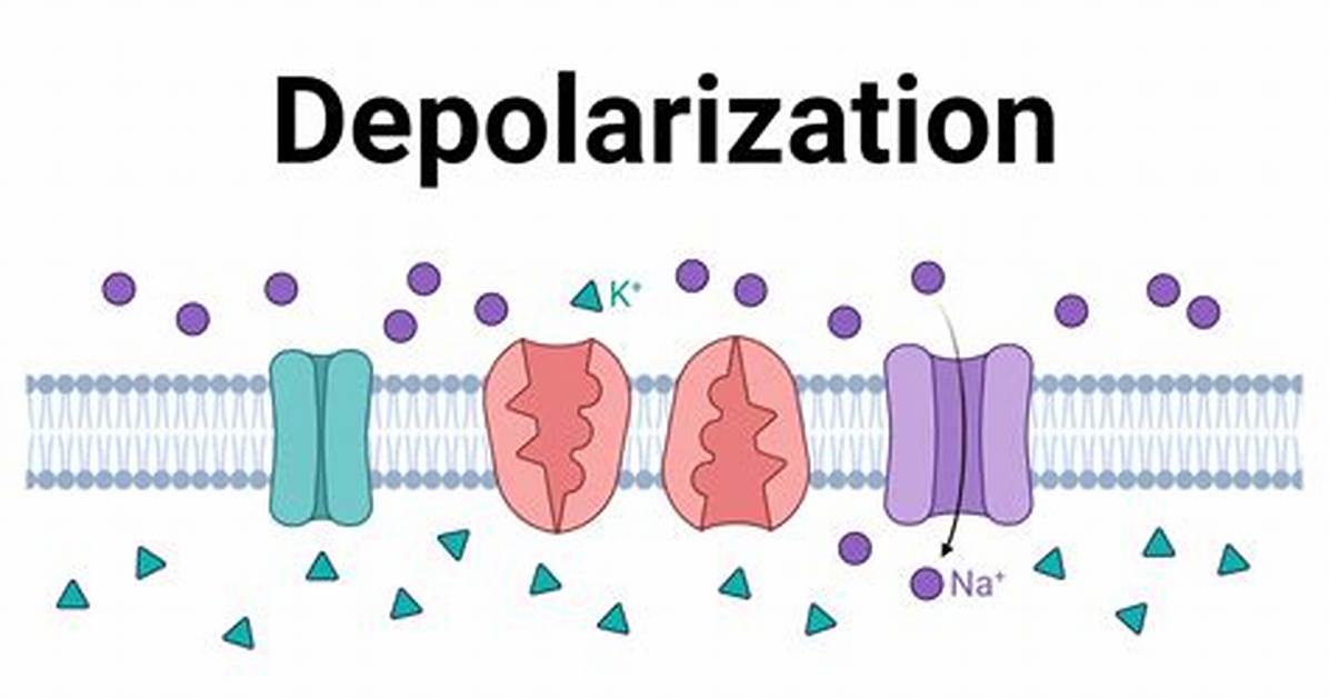 How Does Depolarizer Work?