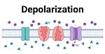 How Does Depolarizer Work?