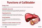 How Does Digestive System Work Without Gallbladder