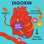 How Does Digoxin Affect the Heart?