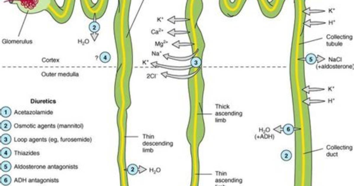 How Does Diuril Work?