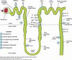 How Does Diuril Work?