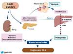 How Does Dka Euglycemic