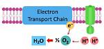 How Does Electron Acceptor Work?